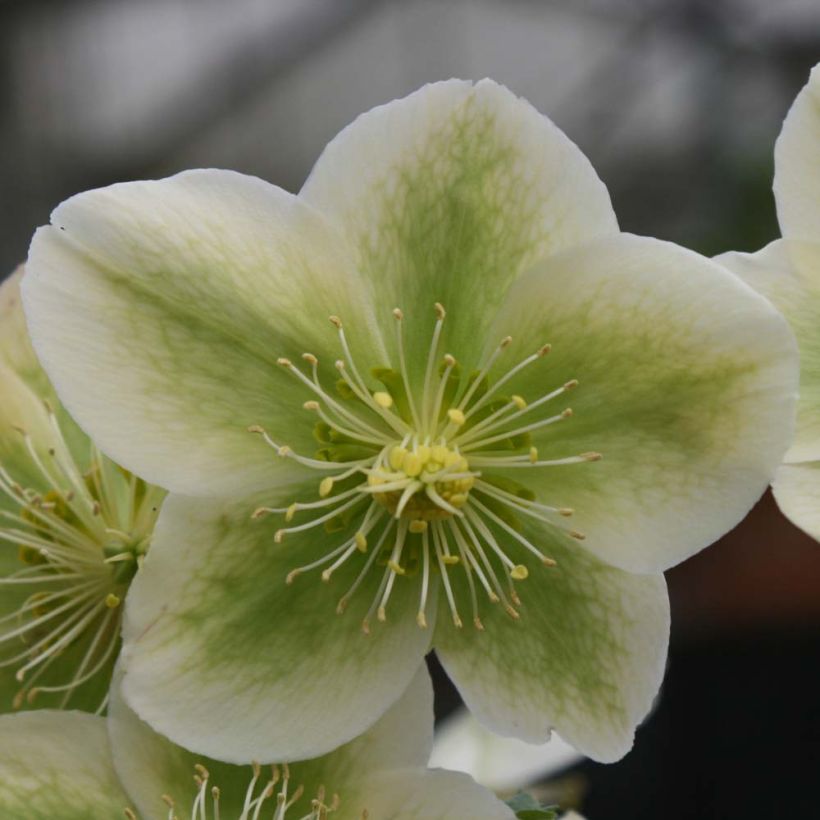 Hellebore nigercors Royal Sofia (Floraison)