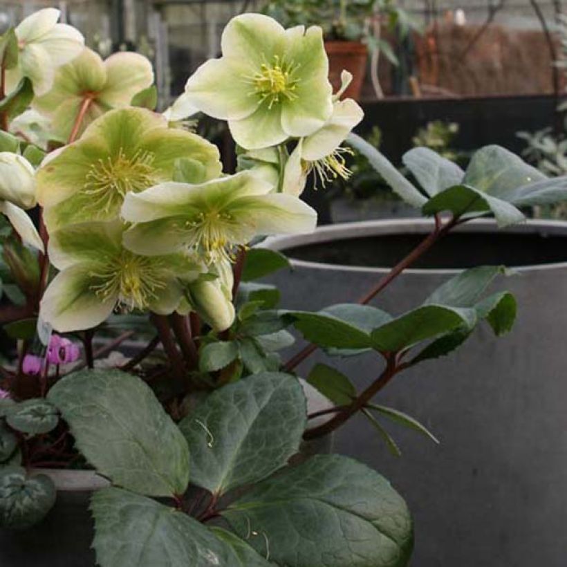 Hellebore nigercors Royal Sofia (Port)