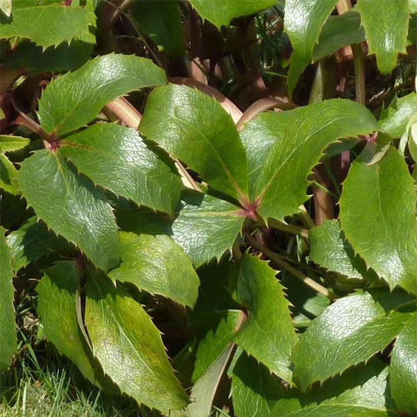 Hellébore de Corse - Helleborus argutifolius  (Feuillage)