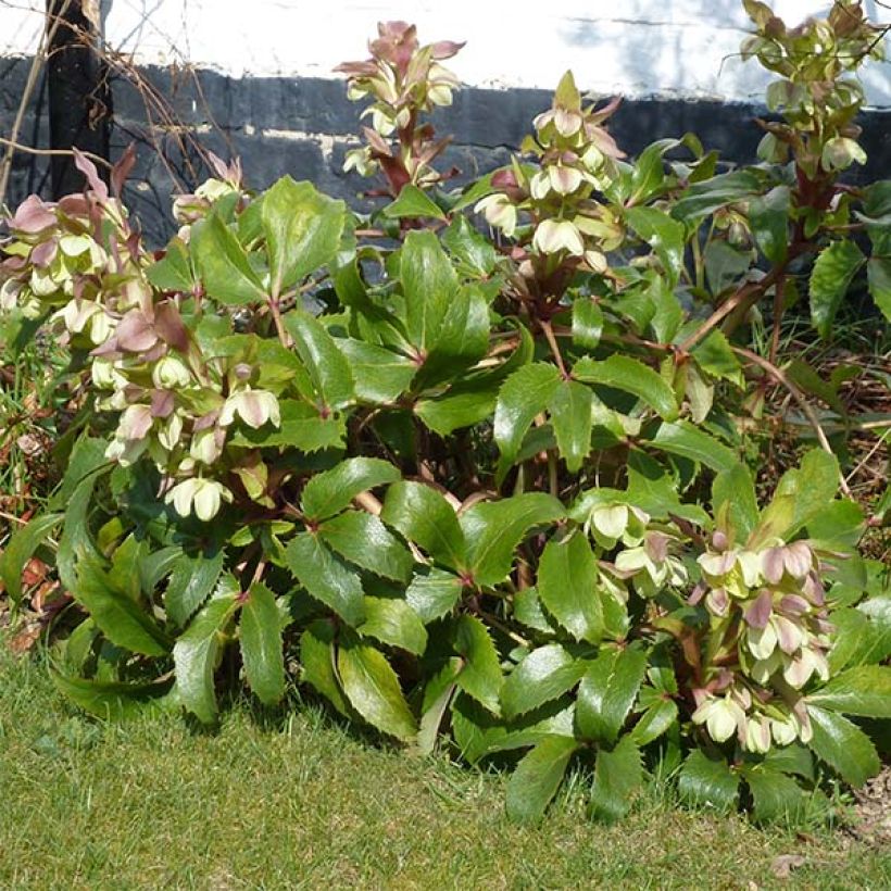 Hellébore de Corse - Helleborus argutifolius  (Port)