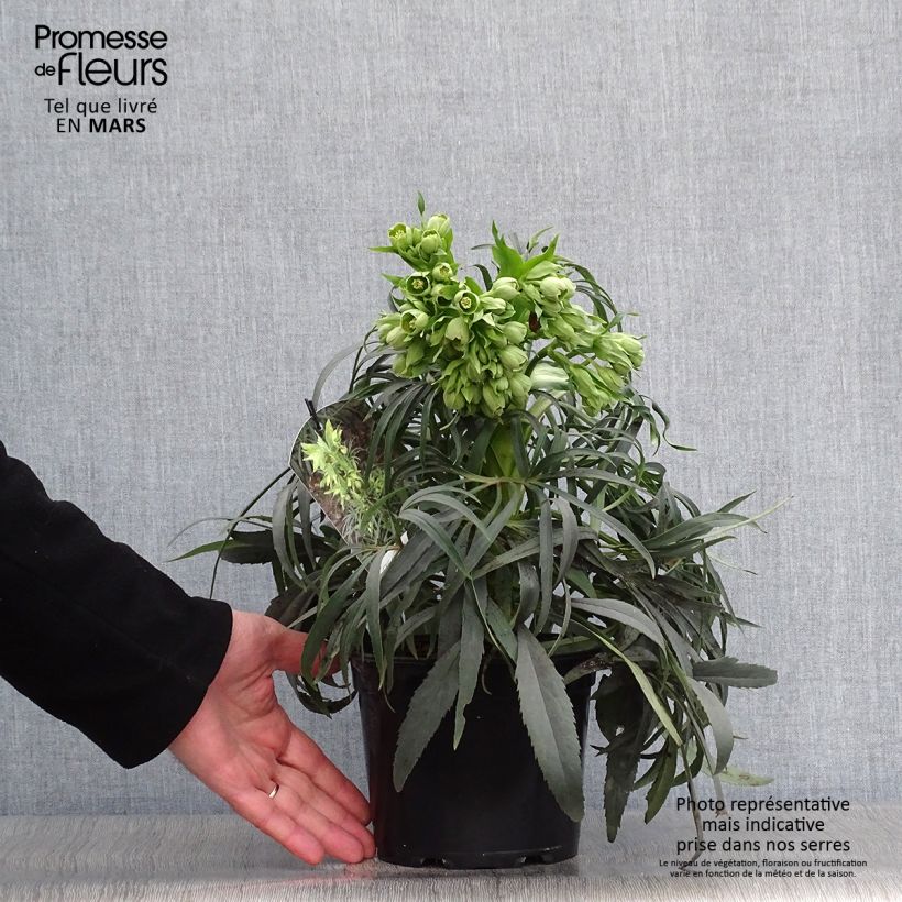 Spécimen de Helleborus foetidus Sopron en pot de 1/1,5 litre tel que livré au printemps