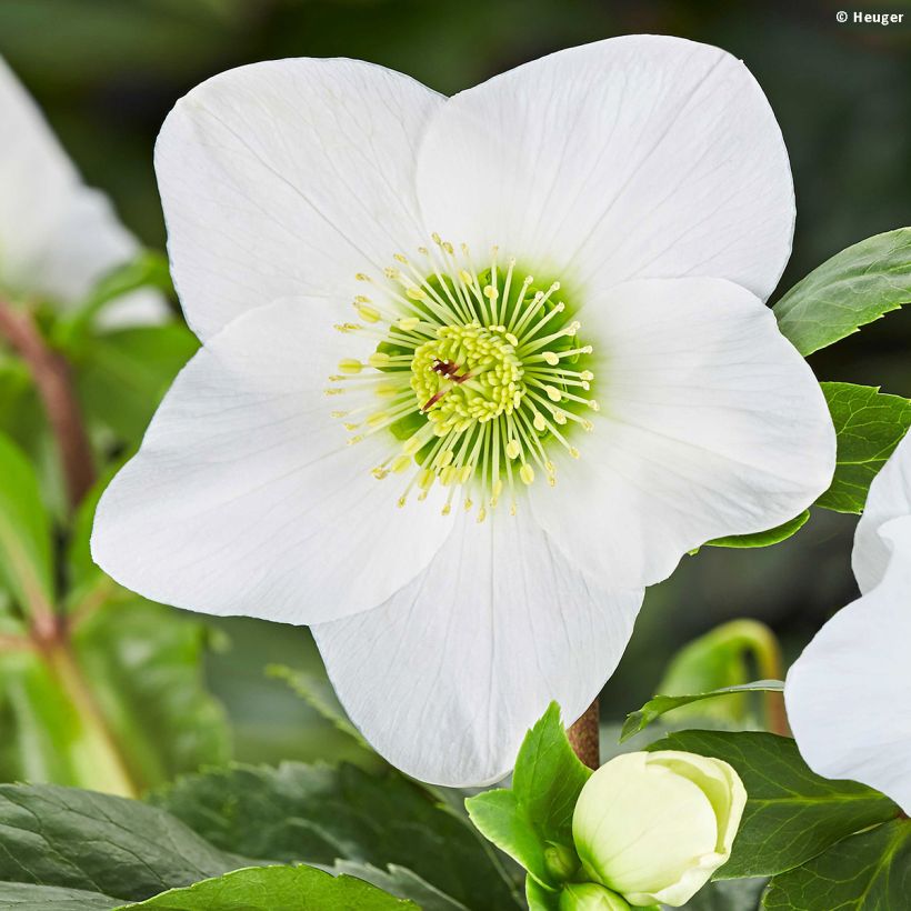 Hellébore lemperii Lisann (Floraison)