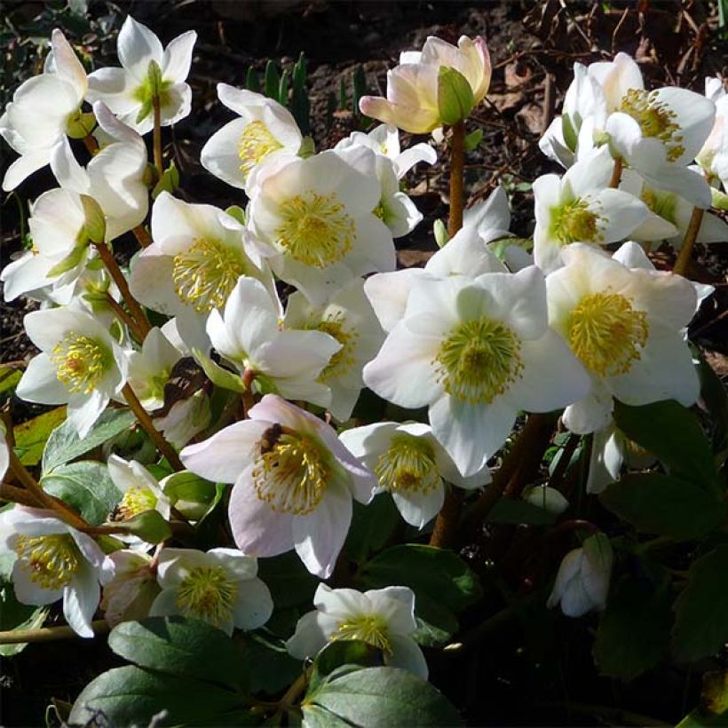 Hellébore niger - Rose de Noël (Floraison)