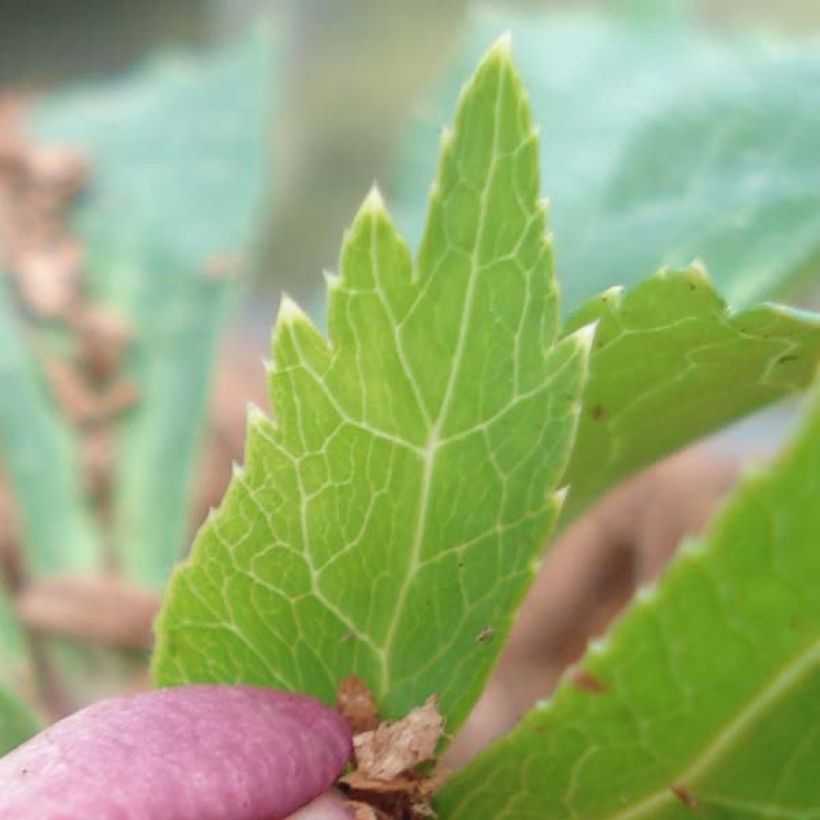 Hellébore orientale Fuchsia à coeur Jaune (Feuillage)