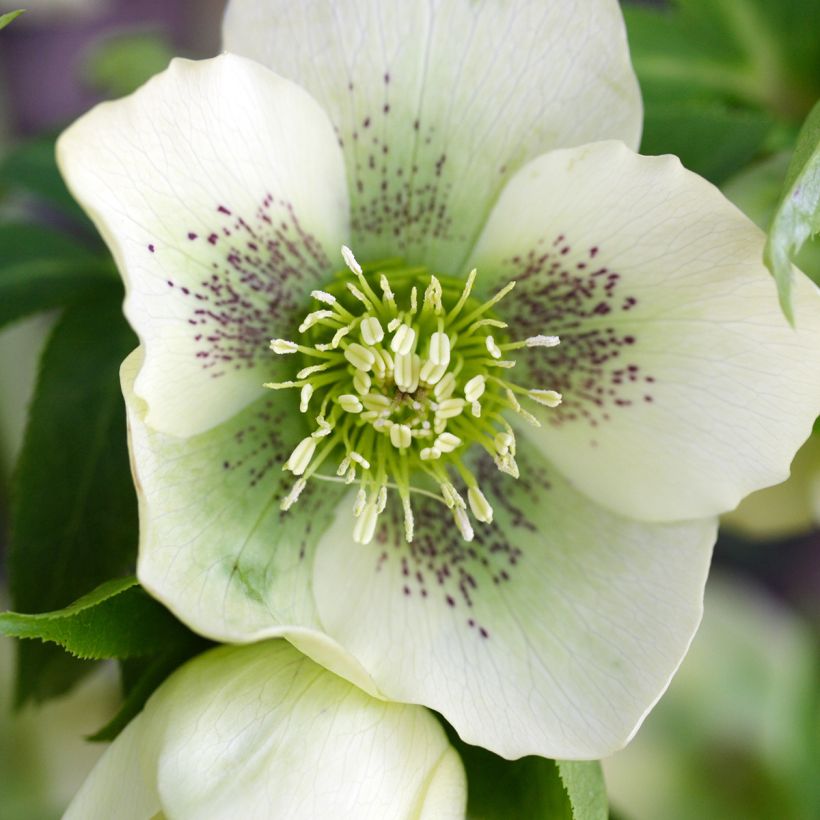 Helleborus Spotted hybride (Floraison)