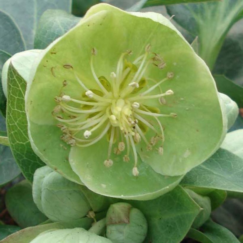 Hellébore sternii Remi - Helleborus (x) sternii (Floraison)