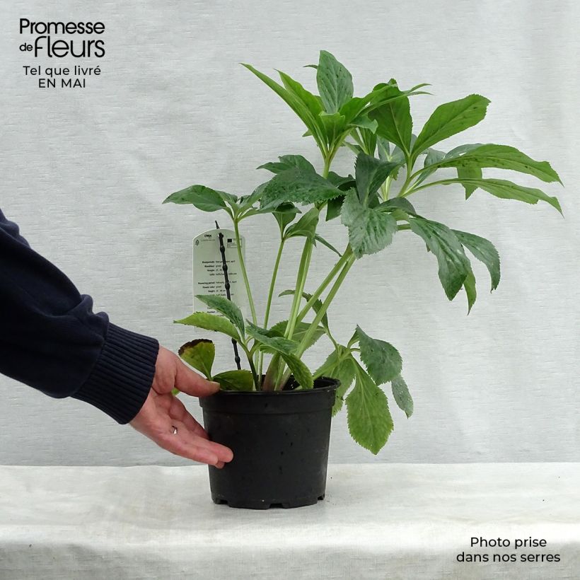Spécimen de Hellébore orientale Verte Pot de 2L/3L tel que livré au printemps