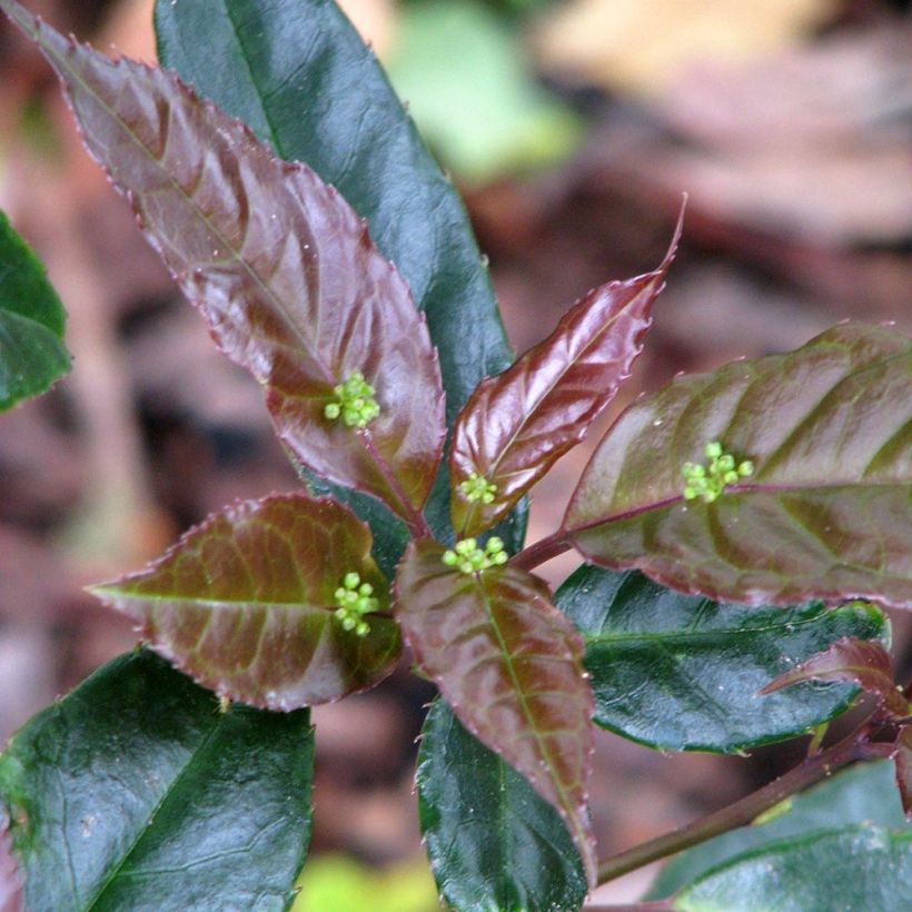 Helwingia chinensis - Helwingie de Chine (Floraison)