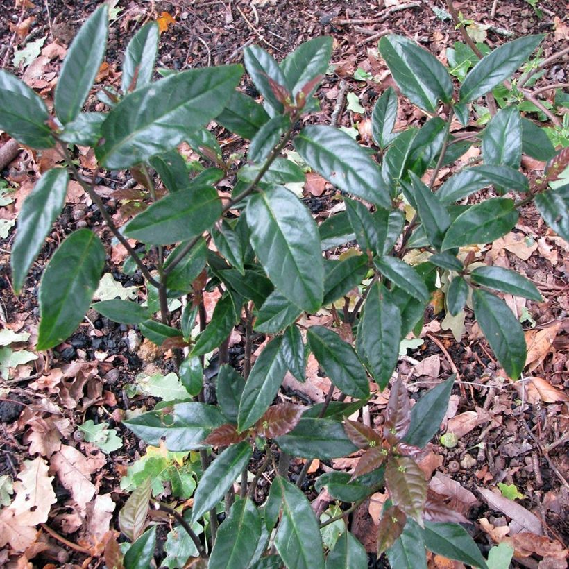 Helwingia chinensis - Helwingie de Chine (Port)