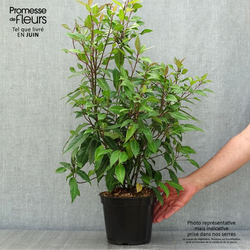 Spécimen de Helwingia chinensis - Helwingie de Chine Pot de 2L/3L tel que livré en été