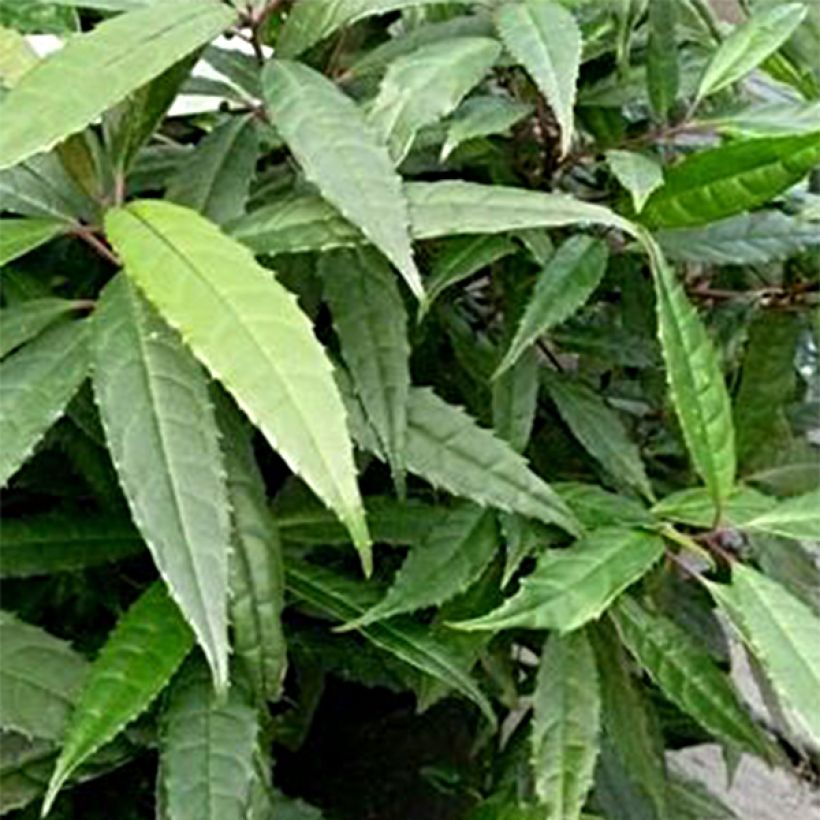 Helwingia chinensis Narrow Leaves - Helwingie de Chine à feuilles étroites (Feuillage)