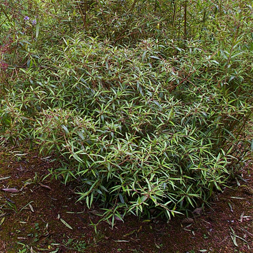 Helwingia chinensis Narrow Leaves - Helwingie de Chine à feuilles étroites (Port)