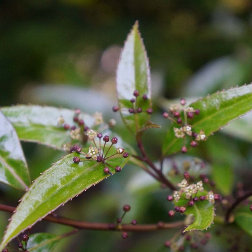 Helwingia himalaica - Helwingie de l'Himalaya (Floraison)