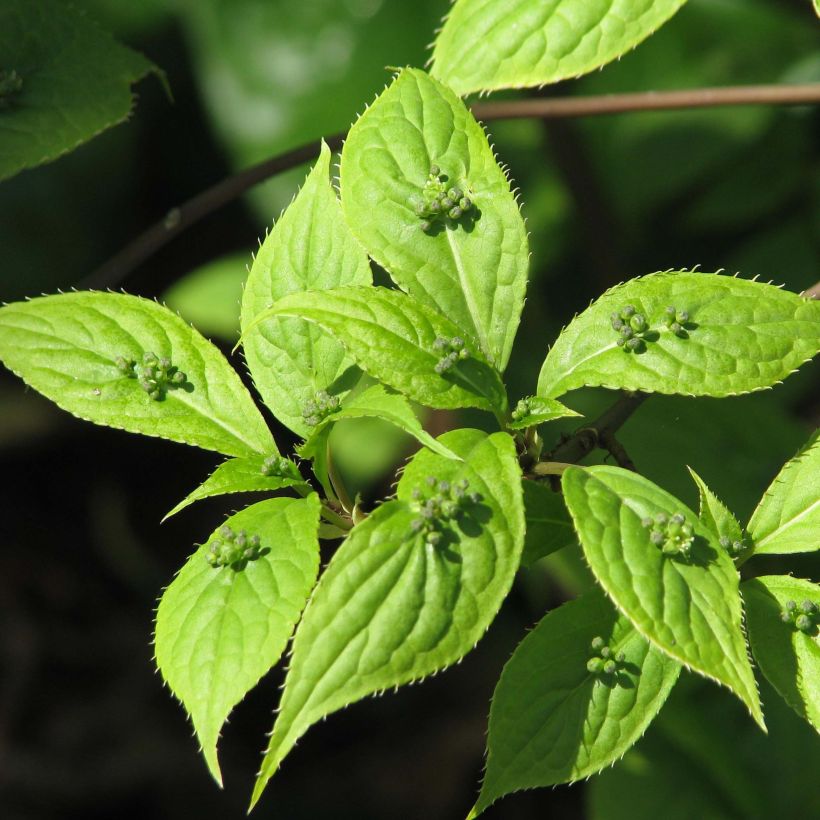 Helwingia japonica - Helwingie du Japon (Feuillage)