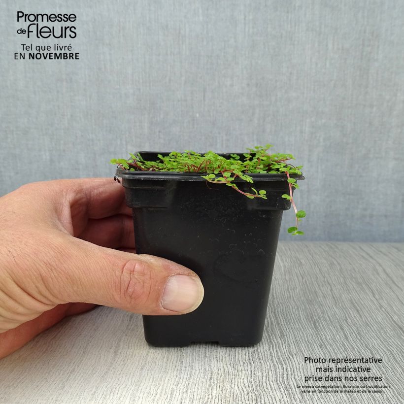 Spécimen de Helxine - Soleirolia soleirolii Godet de 7/8 cm tel que livré en automne