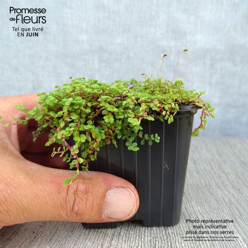 Spécimen de Helxine - Soleirolia soleirolii Godet de 7/8 cm tel que livré en été