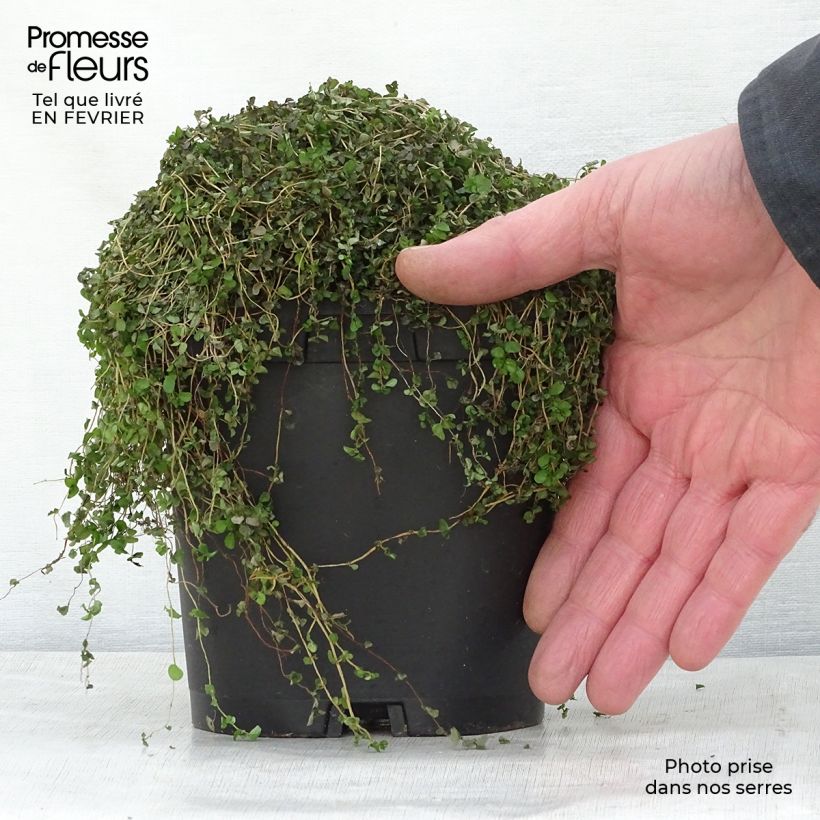 Spécimen de Helxine - Soleirolia soleirolii Pot de 2L/3L tel que livré en hiver