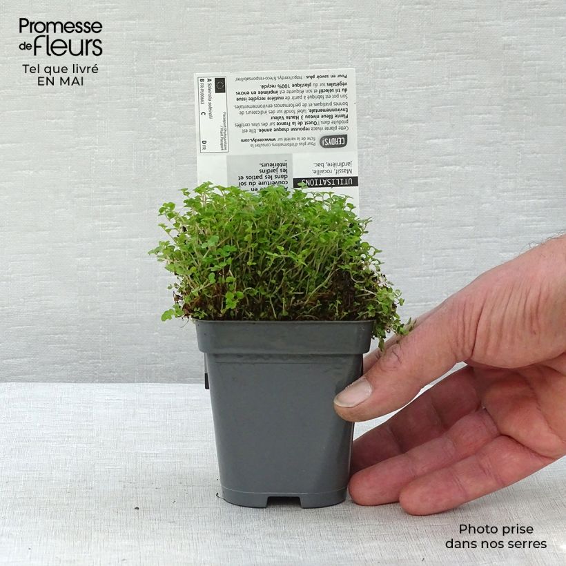 Spécimen de Helxine - Soleirolia soleirolii en godet de 8 cm tel que livré au printemps