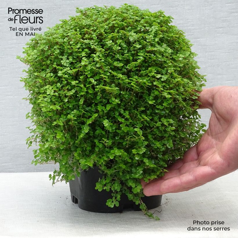 Spécimen de Helxine - Soleirolia soleirolii en pot de 2/3 litres tel que livré au printemps