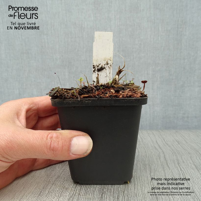Spécimen de Hémérocalle Arctic Snow - Lis d'un Jour blanc Godet de 8/9 cm tel que livré en automne