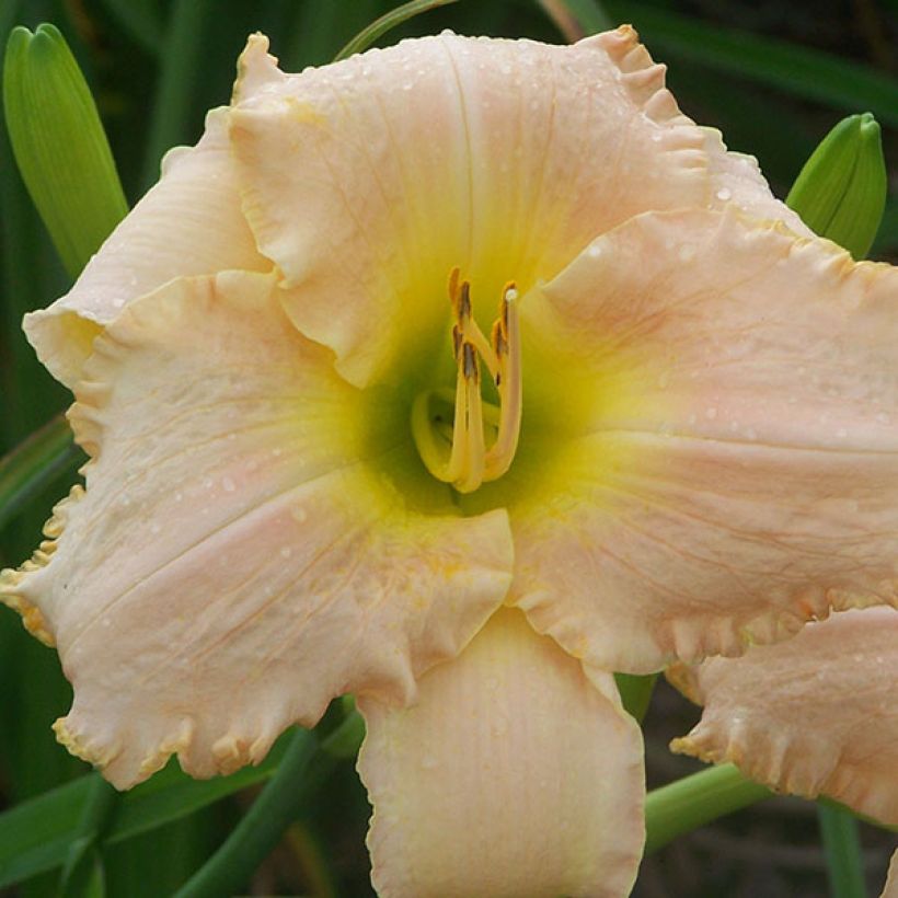 Hémérocalle Bel Air Dawn - Lis d'un Jour (Floraison)
