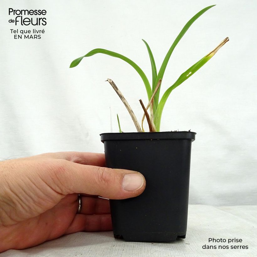 Spécimen de Hémérocalle Black Prince - Lis d'un jour rouge sombre, reflets noirs. Godet de 8/9 cm tel que livré au printemps