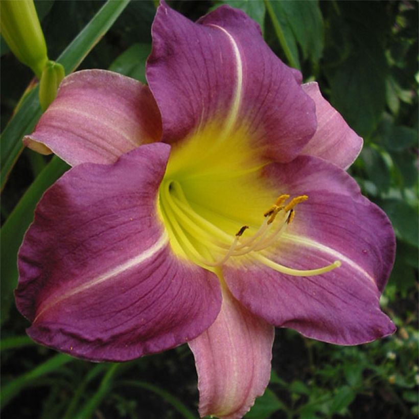 Hémérocalle Blue Sheen - Lis d'un Jour (Floraison)