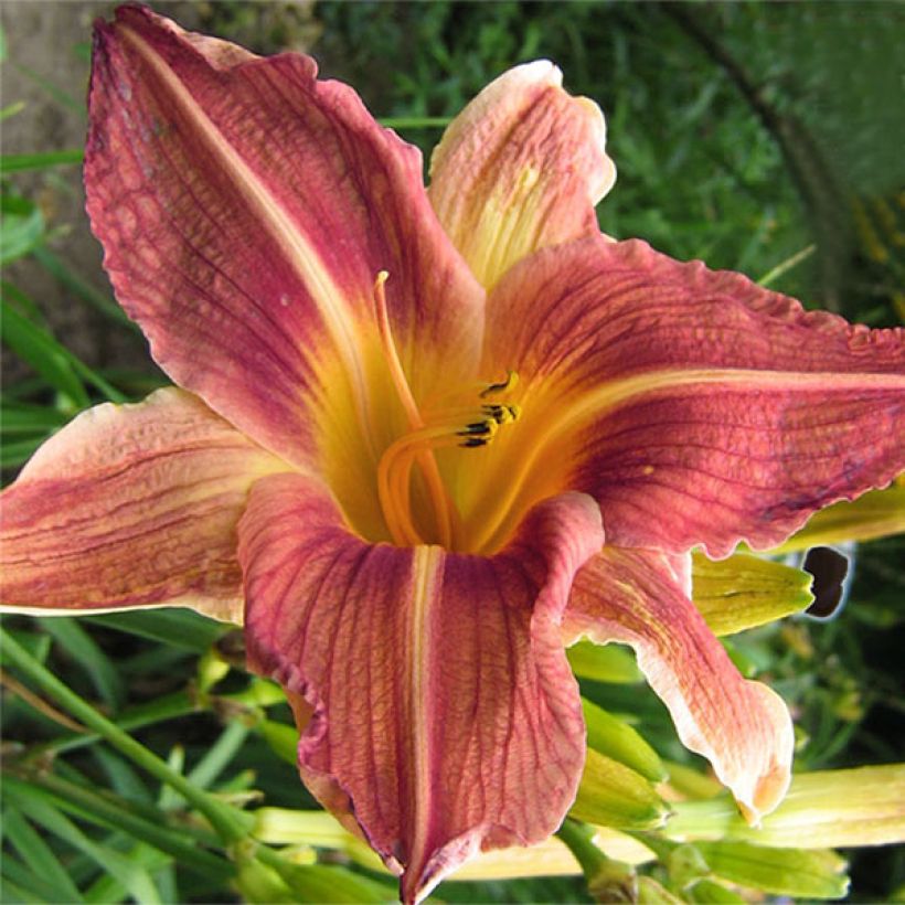 Hémérocalle Bold Ruler - Lis d'un Jour (Floraison)