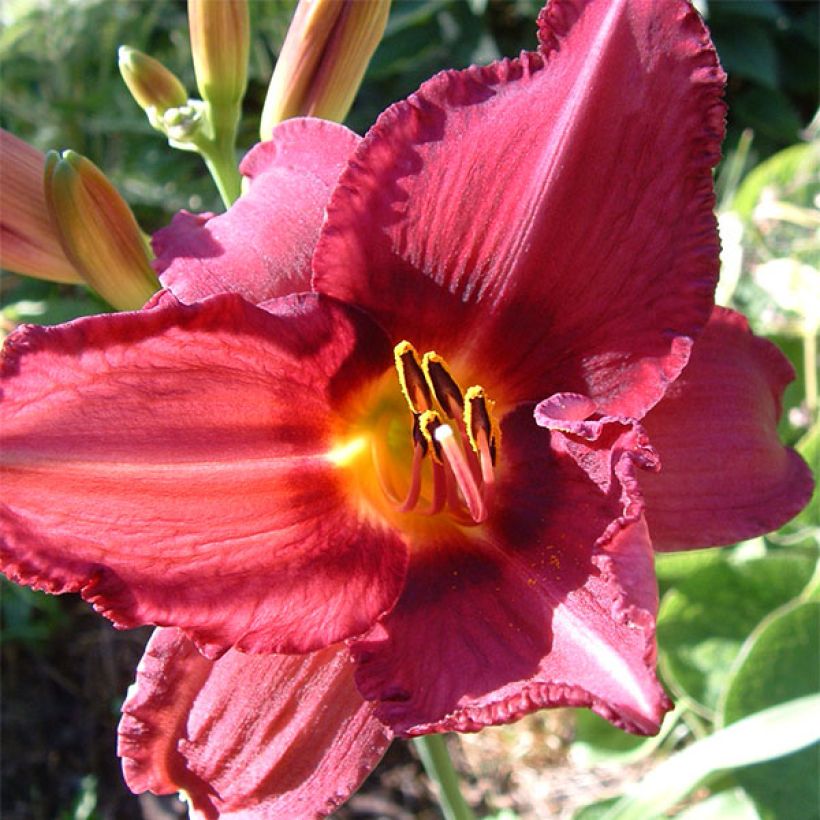 Hémérocalle Bysantine Emperor - Lis d'un Jour (Floraison)