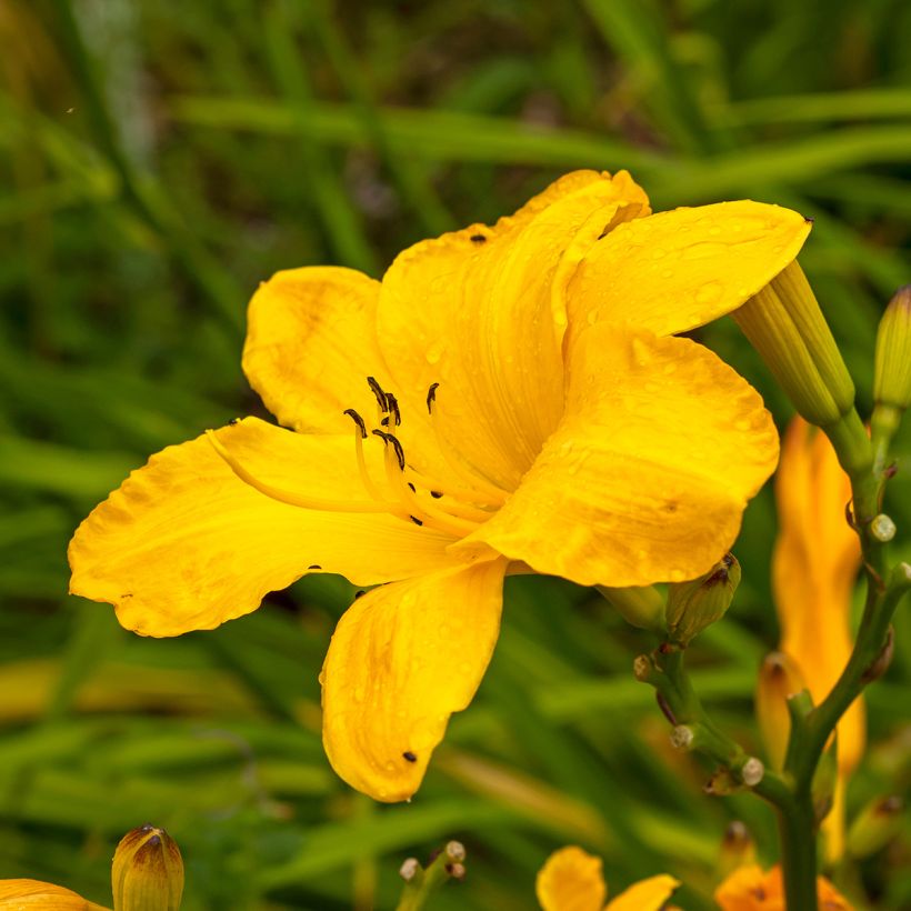 Hémérocalle Cartwheels - Lis d'un Jour orange pur (Floraison)