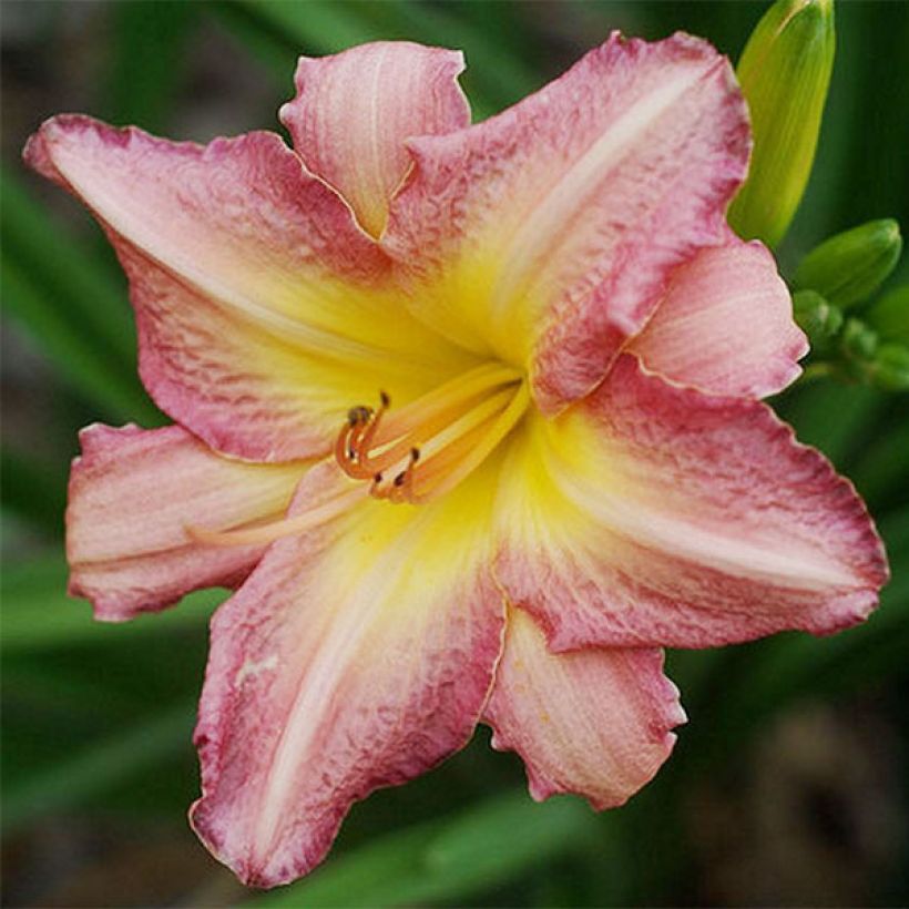 Hémérocalle Chicago Candy Cane - Lis d'un Jour (Floraison)