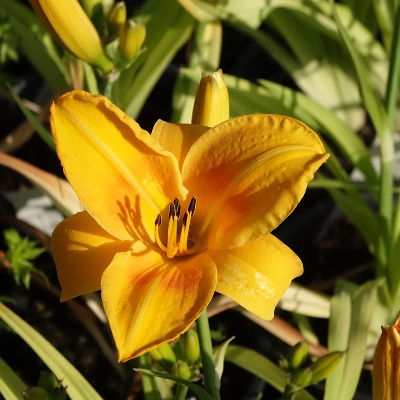 Hémérocalle Chicago Sunrise - Lis d'un jour (Floraison)