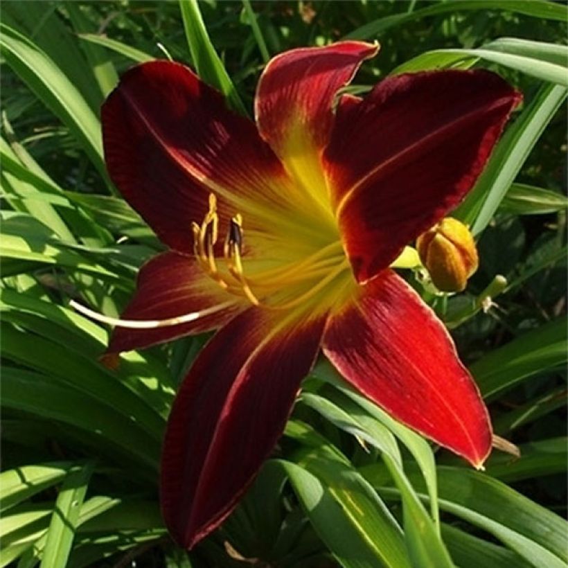 Hémérocalle Chipper Cherry - Lis d'un Jour (Floraison)