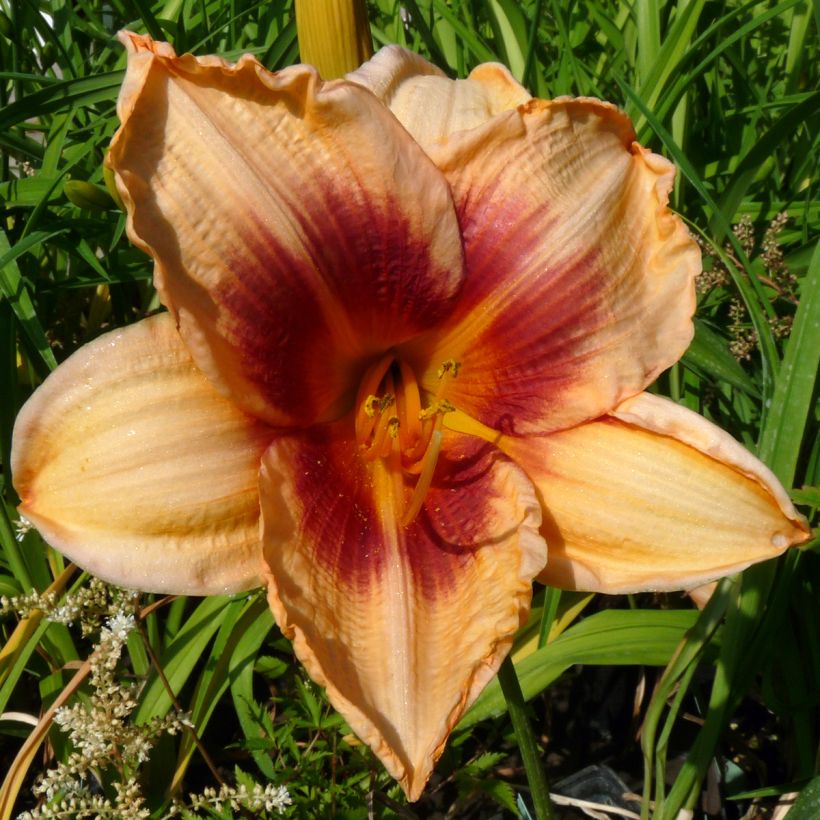 Hémérocalle Constance Eye - Lis d'un Jour (Floraison)
