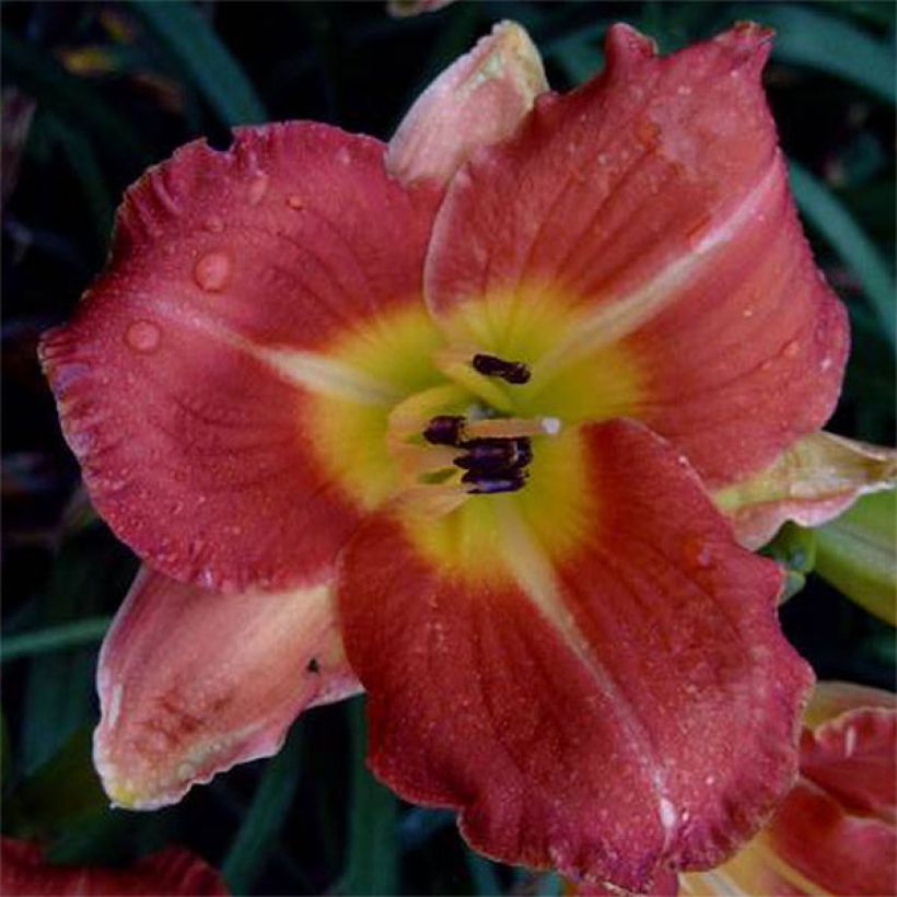 Hémérocalle Crackling Rosie - Lis d'un Jour (Floraison)