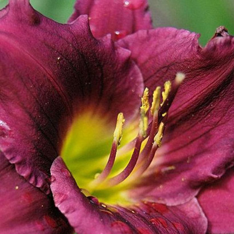 Hémérocalle Cawley Crown - Lis d'un Jour (Floraison)