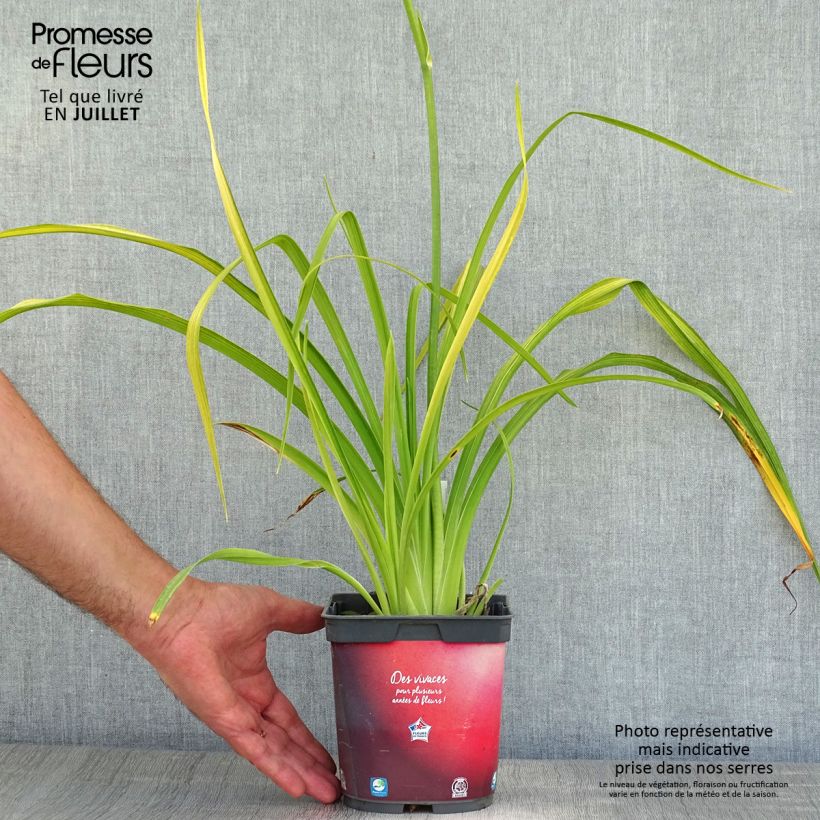 Spécimen de Hémérocalle Crimson Pirate - Lis d'un Jour rouge vif Pot de 2L/3L tel que livré en été