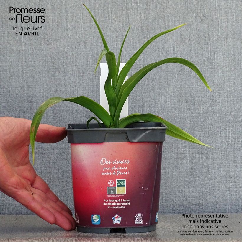 Spécimen de Hémérocalle Crimson Pirate - Lis d'un Jour rouge vif Pot de 2L/3L tel que livré au printemps