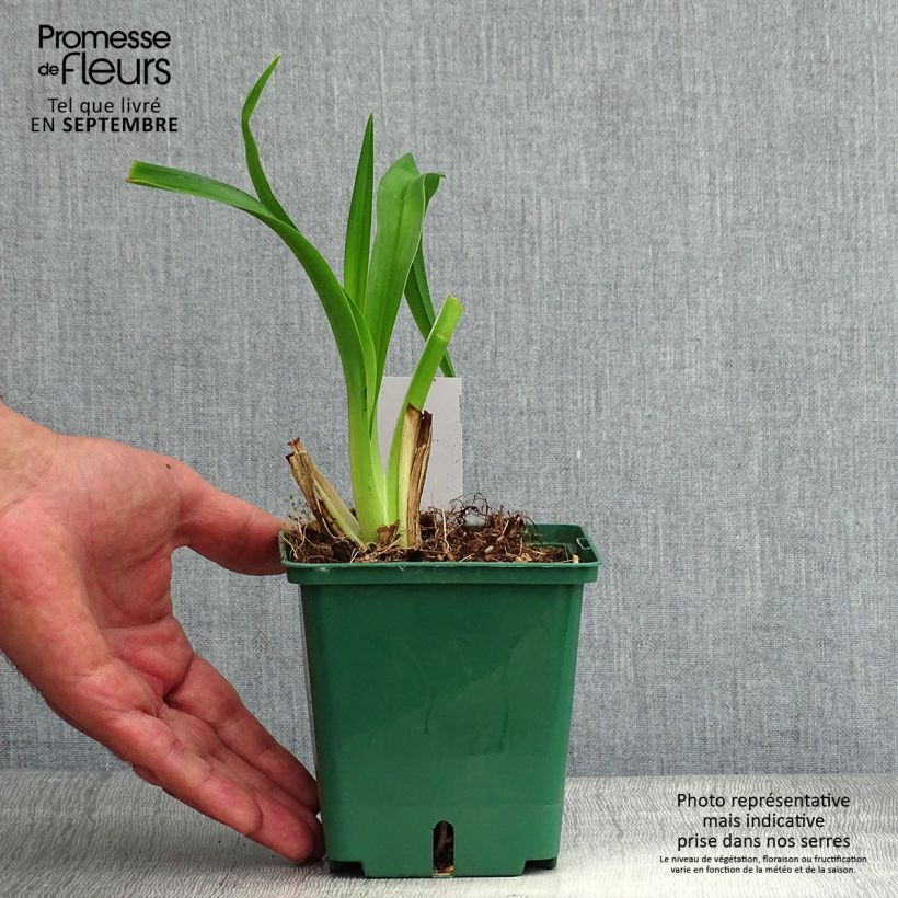 Spécimen de Hémérocalle Daring Dilemma - Lis d'un Jour Pot de 1L/1,5L tel que livré en été