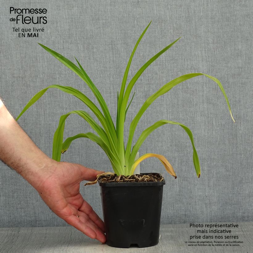 Spécimen de Hémérocalle Destined to See - Lis d'un jour crème à macule violette Pot de 1.3L tel que livré au printemps