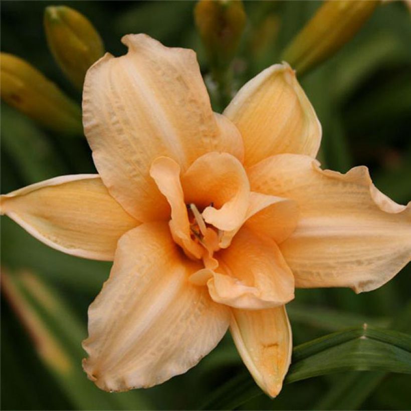 Hémérocalle Double Entendre - Lis d'un Jour (Floraison)