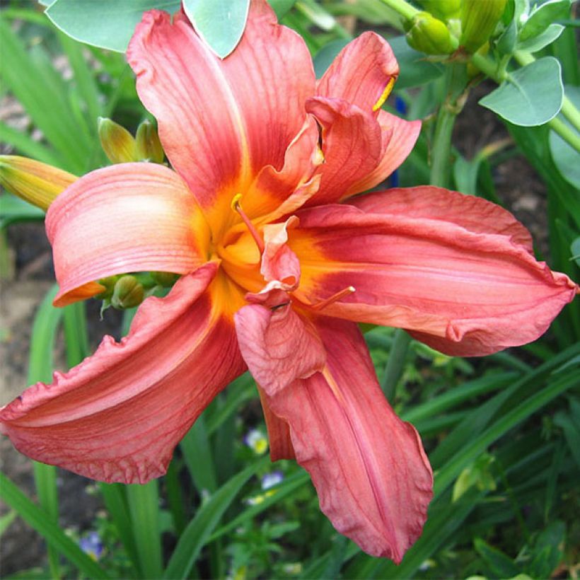 Hémérocalle Double Glamour - Lis d'un Jour (Floraison)