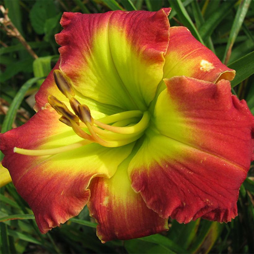 Hémérocalle Dragons King - Lis d'un Jour (Floraison)