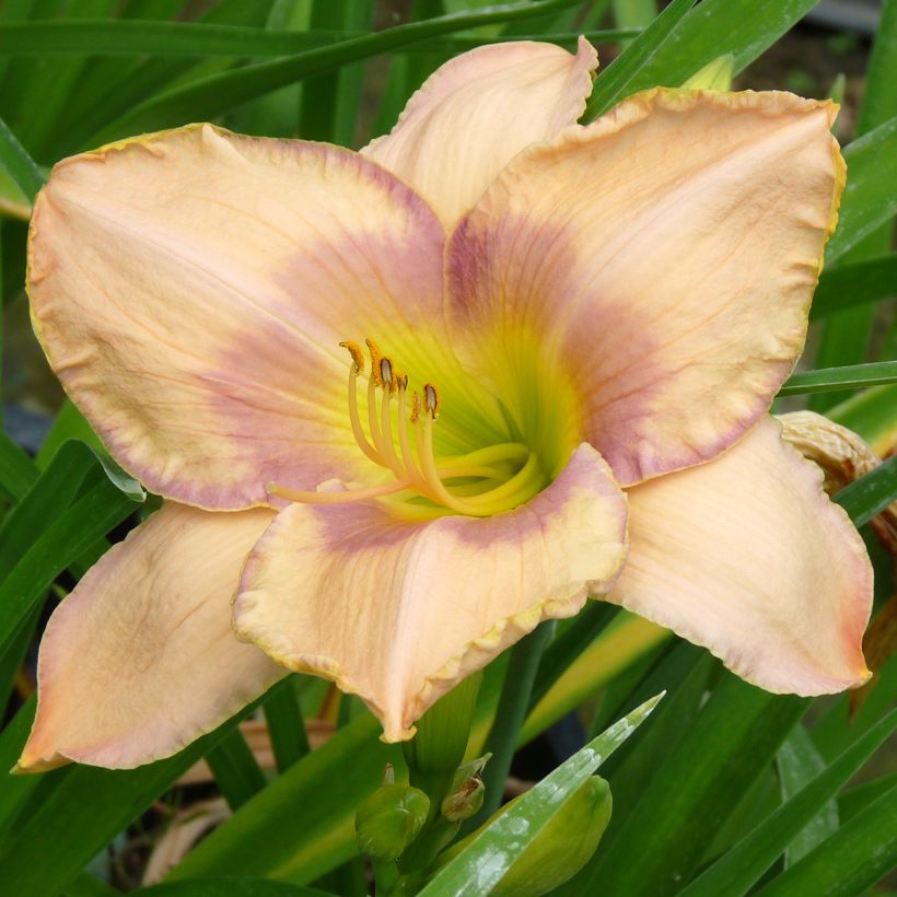 Hémérocalle Elegantissima - Lis d'un Jour (Floraison)