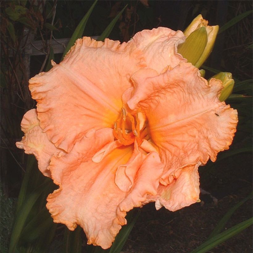 Hémérocalle Elisabeth Salter - Lis d'un Jour (Floraison)