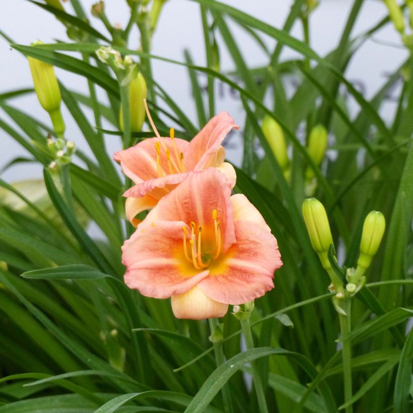 Hémérocalle Everydaylily Cerise - Lis d'un jour (Floraison)