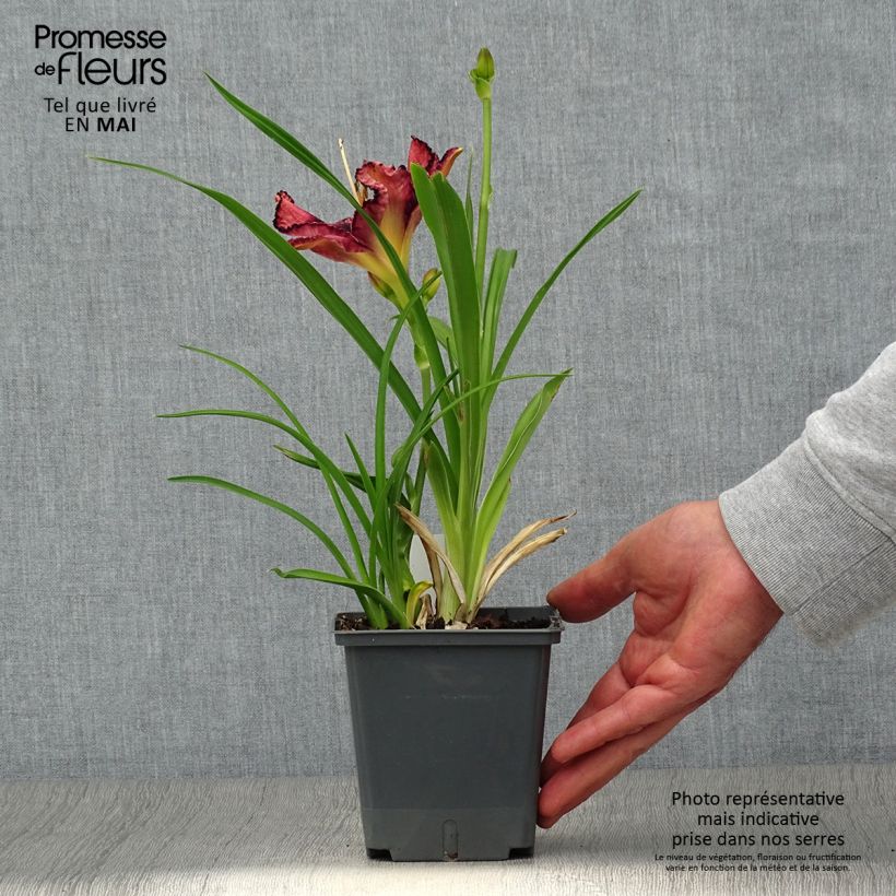 Spécimen de Hémérocalle Exotic Treasure - Lis d'un jour Pot de 1L/1,5L tel que livré au printemps