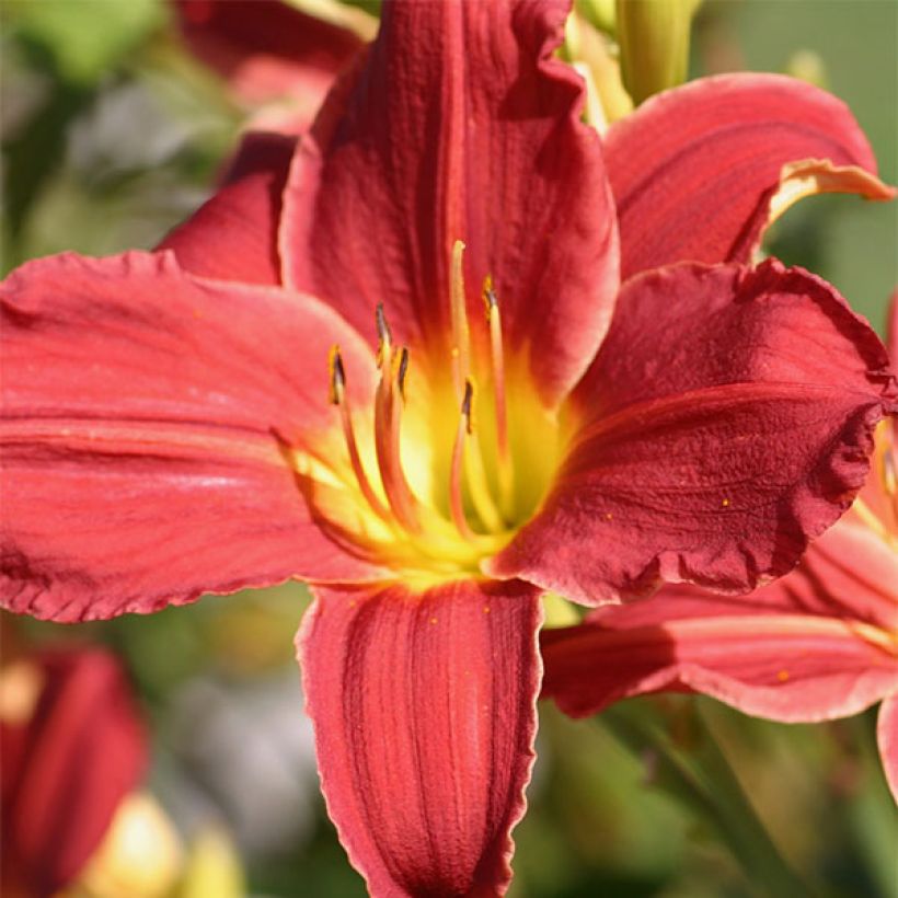 Hémérocalle Fabulous Favorite - Lis d'un Jour rouge framboise foncé (Floraison)