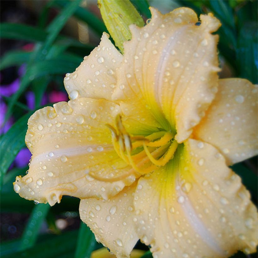 Hémérocalle Femme Osage - Lis d'un Jour jaune-orangé, gorge verte. (Floraison)