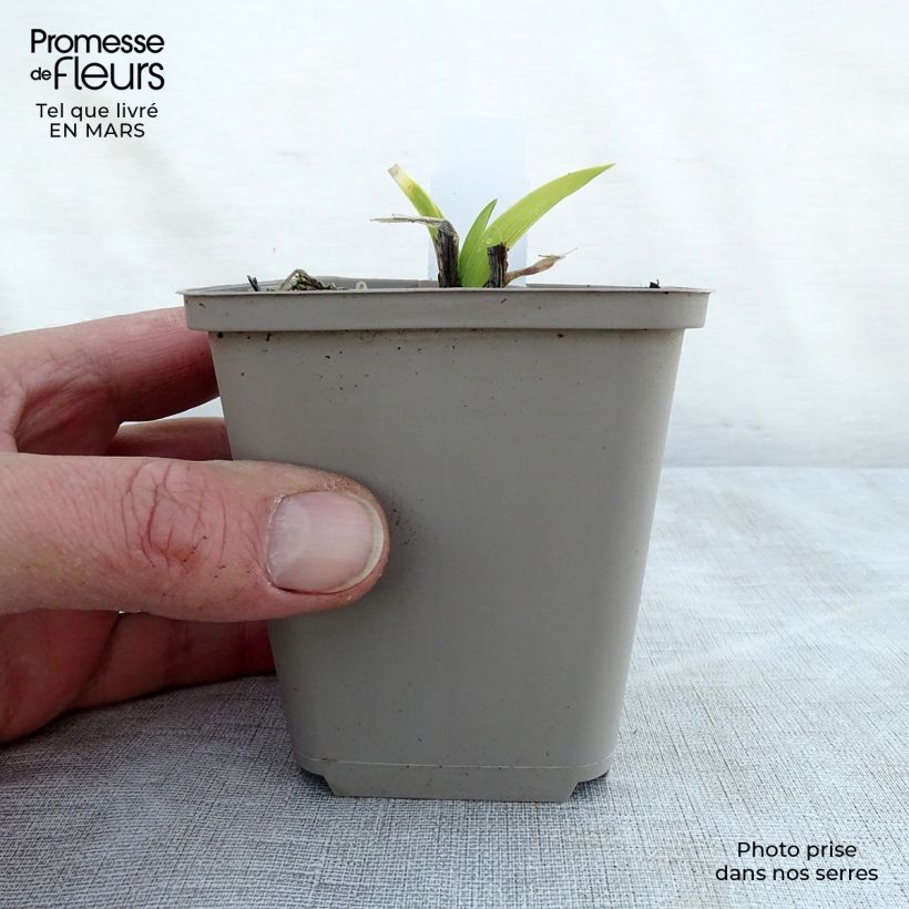 Spécimen de Hémérocalle Grape Velvet - Lis d'un jour Godet de 9cm tel que livré au printemps